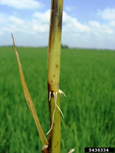 Bakanae Disease