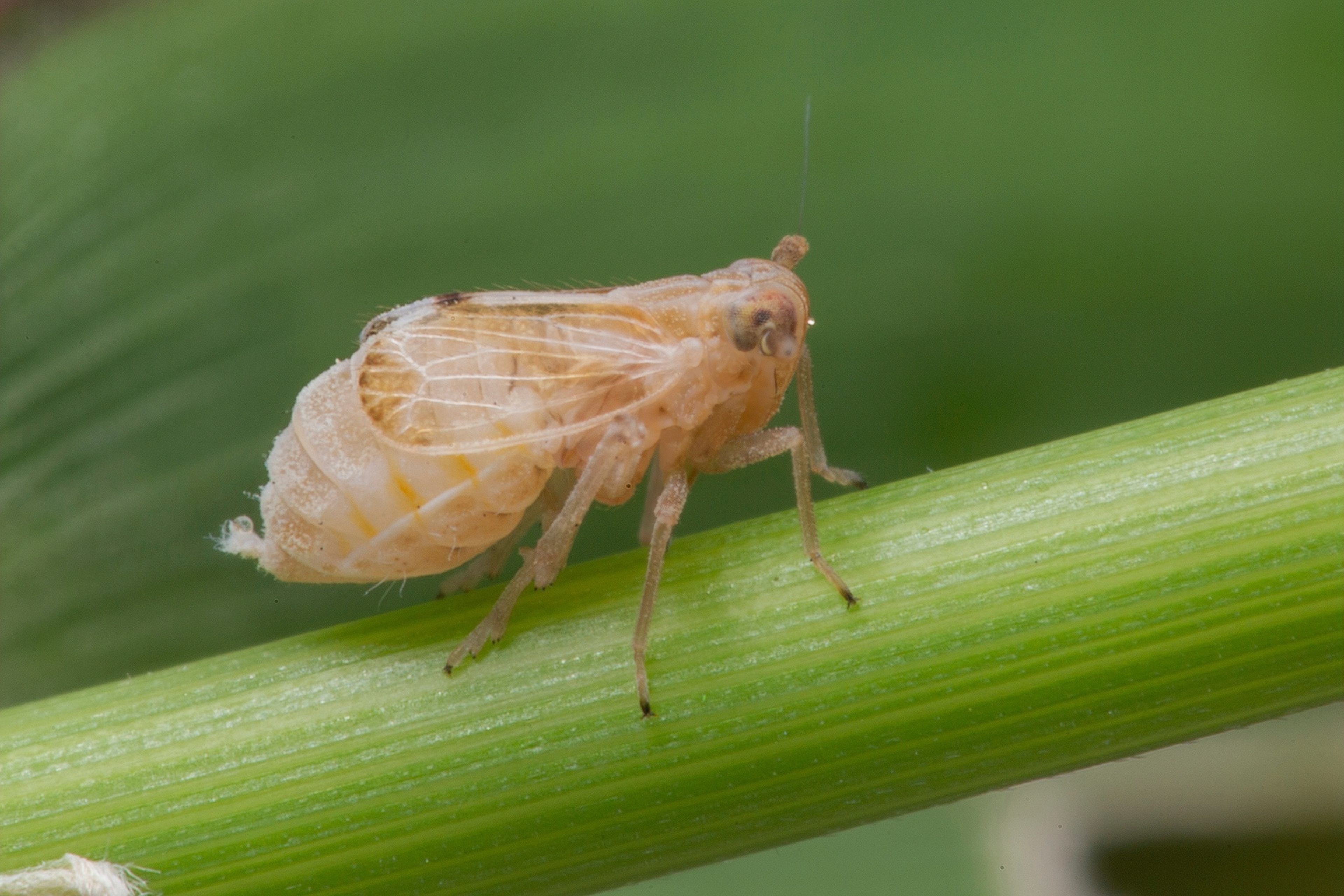 Brown Planthopper