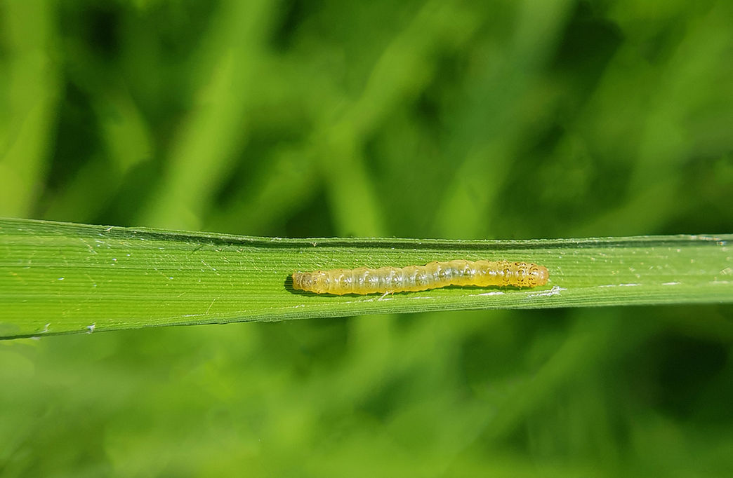 Caseworm