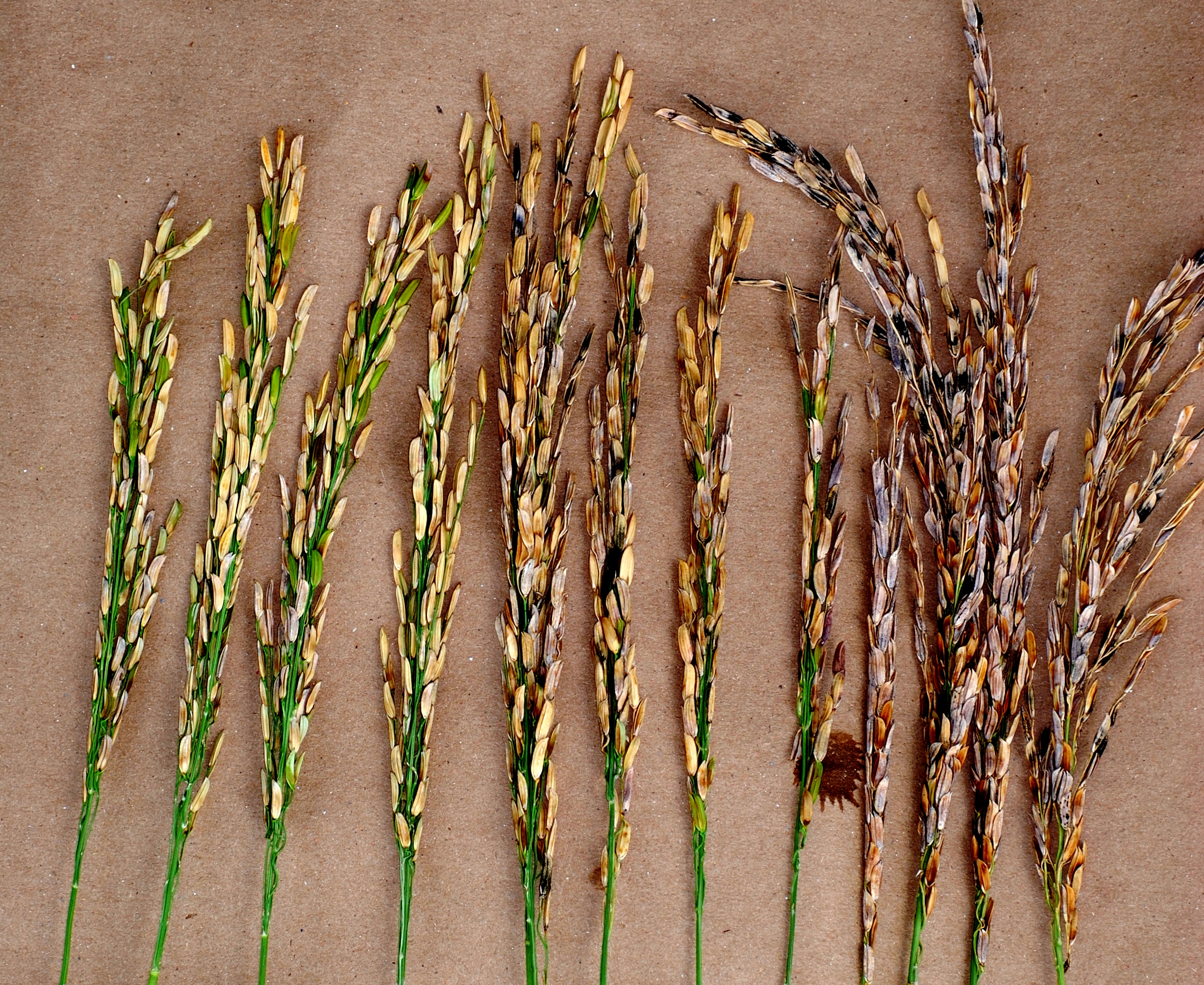 Dirty Panicle