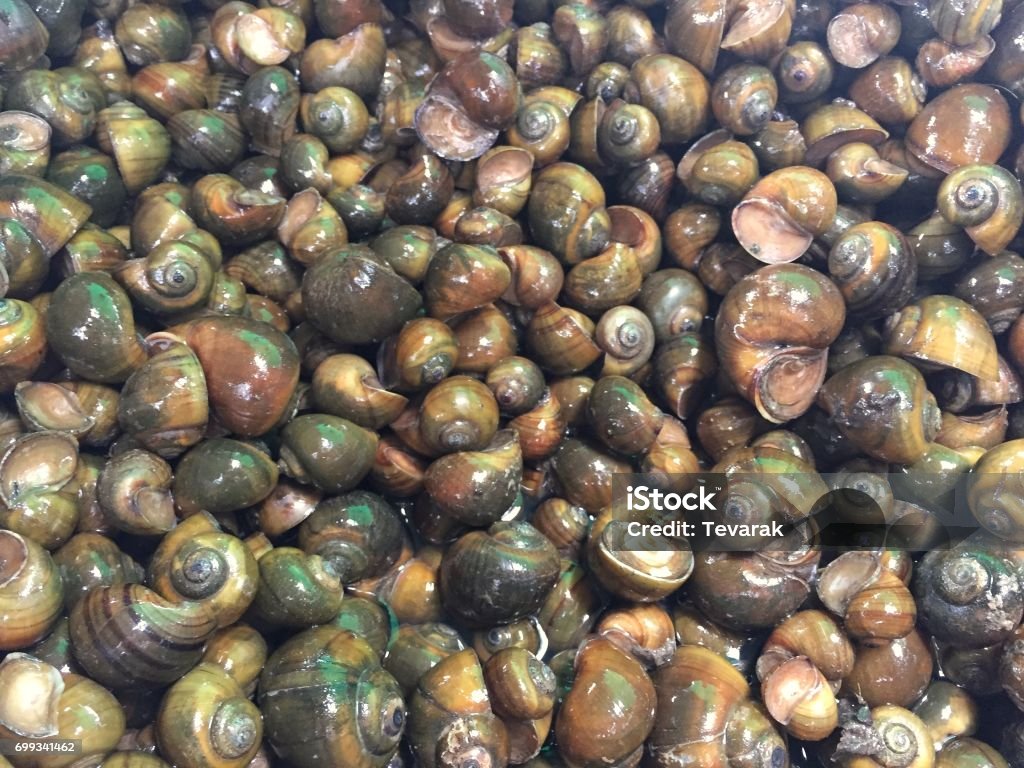 Golden Apple Snail