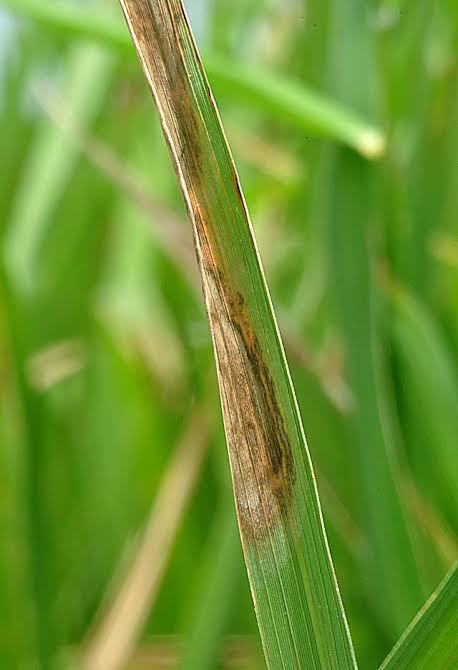 Leaf Scald