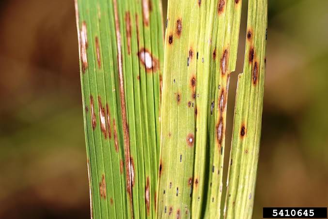 Narrow Brown Leaf Spot
