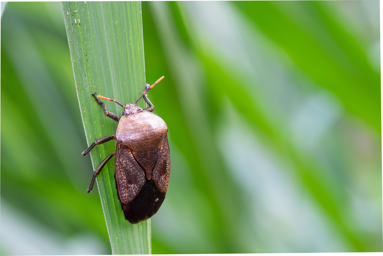 Rice Black Bug