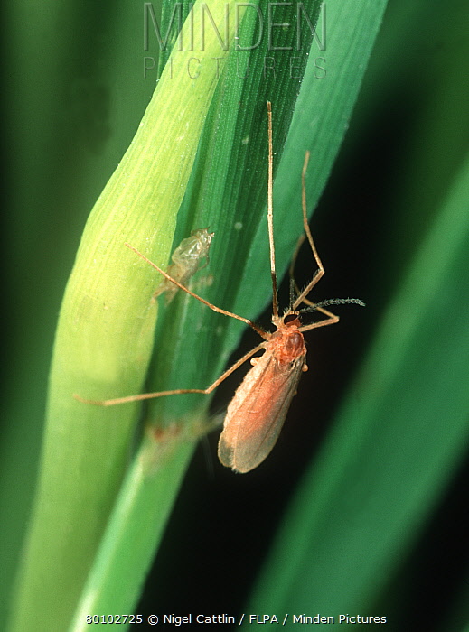 Rice Gall Midge