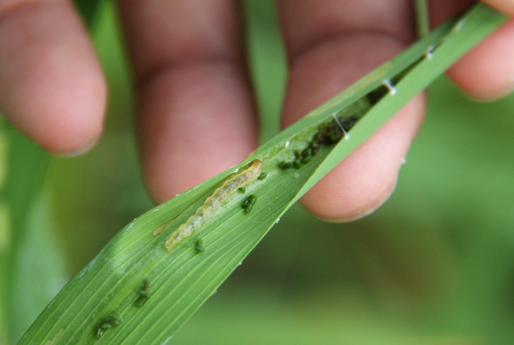 Rice Leaf Folder