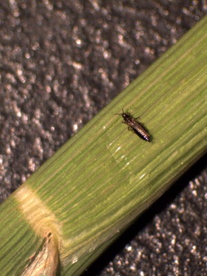Rice Thrips