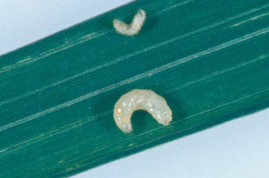 Rice Whorl Maggot