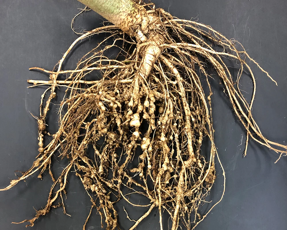 Root Knot Nematode