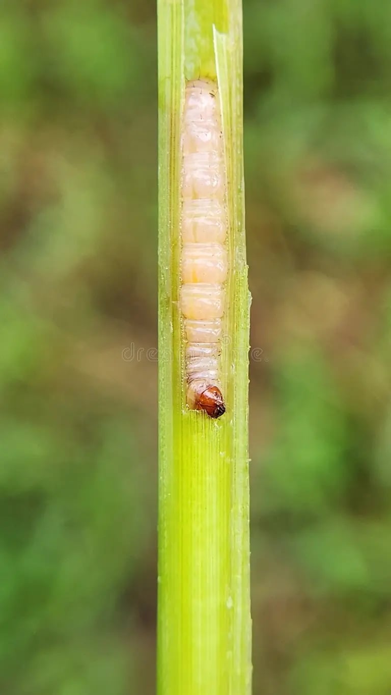 Stem Borer