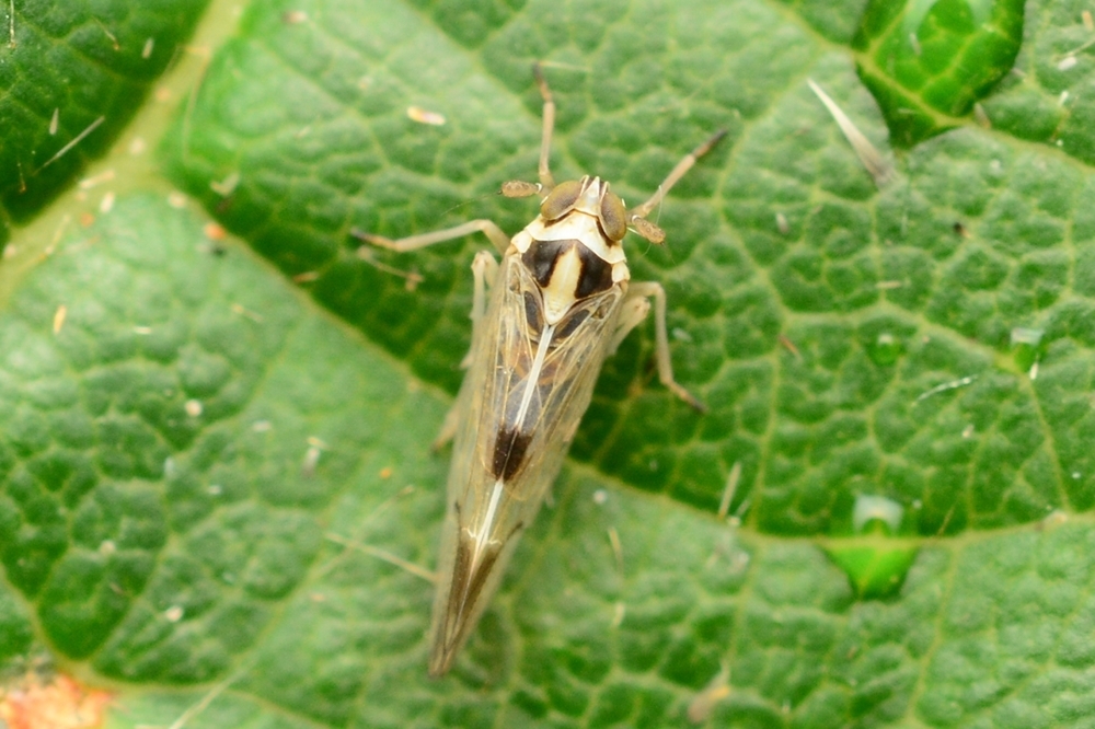 Whitebacked Planthopper