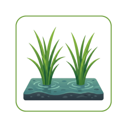 Transplanting